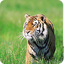 wildlifeindia, wildlife India, wildlife India tour packages